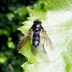 Cheilosia variabilis