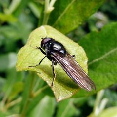 Cheilosia variabilis