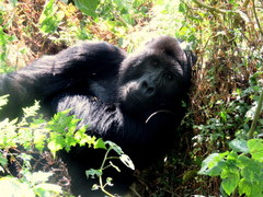 Gorilla beringei beringei