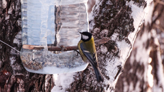 Parus major