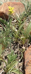 Afrosciadium magalismontanum