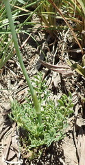 Afrosciadium magalismontanum