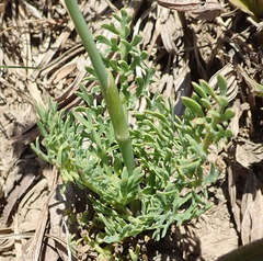 Afrosciadium magalismontanum