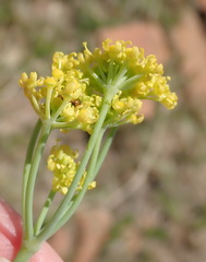 Afrosciadium magalismontanum