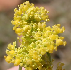Afrosciadium magalismontanum