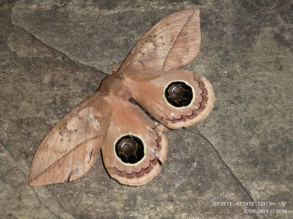 Pseudautomeris hubneri