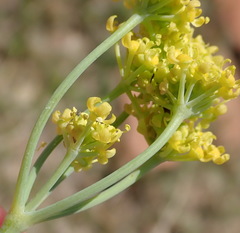 Afrosciadium magalismontanum