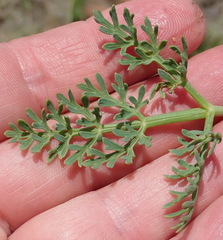 Afrosciadium magalismontanum