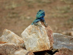 Acanthocercus atricollis