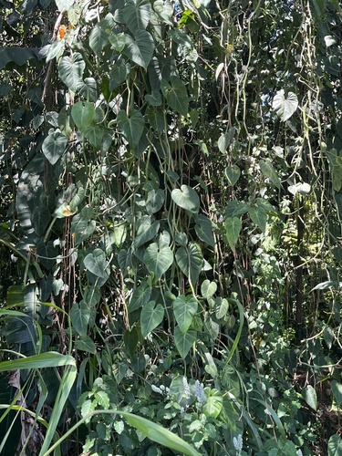 Philodendron hederaceum observed 2023-07-14