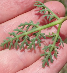 Afrosciadium magalismontanum