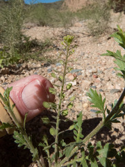Lepidium lasiocarpum