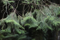 Chamaecyparis formosensis