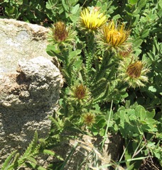Berkheya echinacea