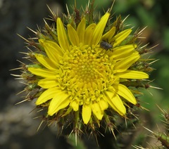 Berkheya echinacea