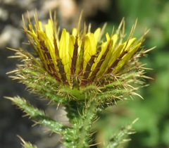 Berkheya echinacea