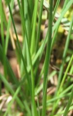 Cyperus sphaerocephalus