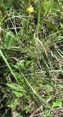 Cyperus sphaerocephalus