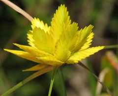 Cyperus sphaerocephalus