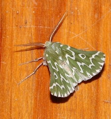 Drepanogynis bifasciata