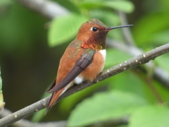 Rufous Hummingbird photo 2