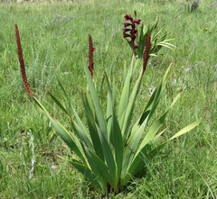 Watsonia pulchra