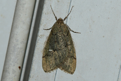 Paleacrita merriccata