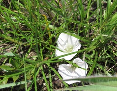 Ipomoea simplex
