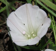 Ipomoea simplex