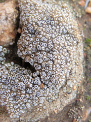 Acarospora thelococcoides
