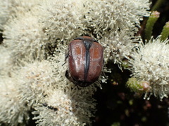 Trichostetha capensis