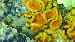 Polycauliona bolacina
