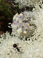 Myrmicaria nigra