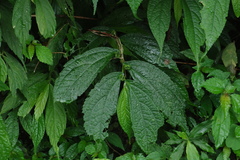Elatostema platyphyllum