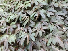 Elatostema rugosum