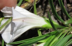 Ipomoea simplex