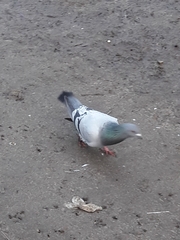 Columba livia domestica