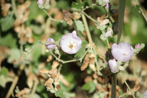 iNaturalist observation photo of southern coastal bushmallow