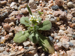 Tomostima cuneifolia