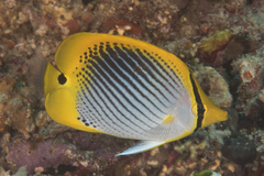 Chaetodon ocellicaudus