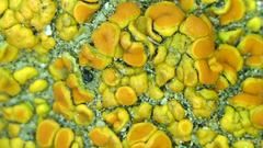 Polycauliona bolacina