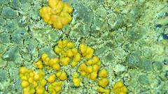 Polycauliona bolacina