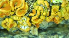 Polycauliona bolacina