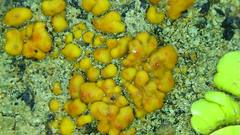Polycauliona bolacina