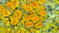 Polycauliona bolacina