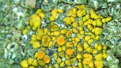 Polycauliona bolacina