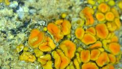Polycauliona bolacina