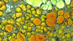 Polycauliona bolacina