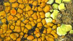 Polycauliona bolacina