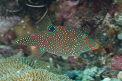 Canthigaster papua